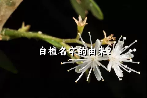 白檀名字的由来？