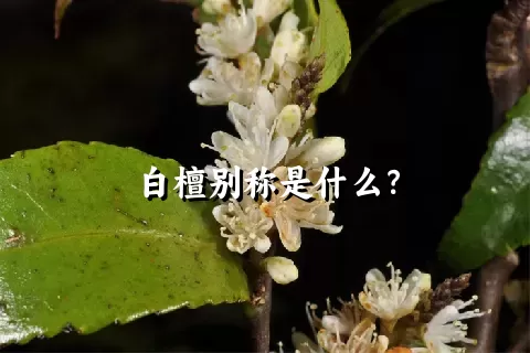 白檀别称是什么？