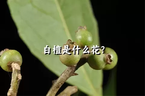 白檀是什么花？