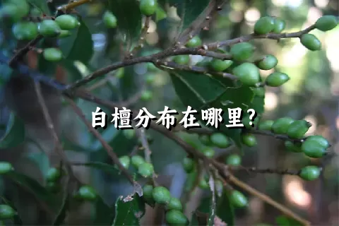 白檀分布在哪里?