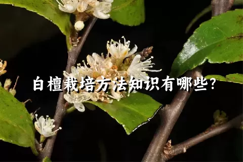 白檀栽培方法知识有哪些？