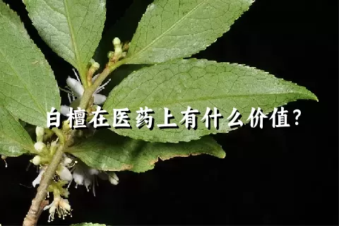 白檀在医药上有什么价值？