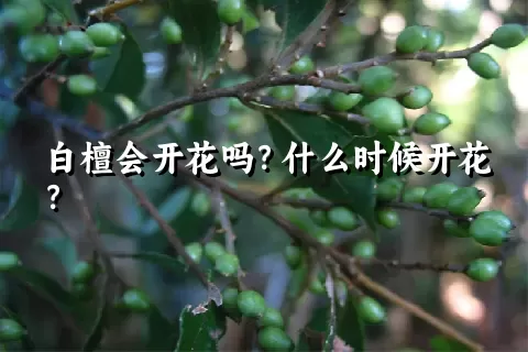 白檀会开花吗？什么时候开花？