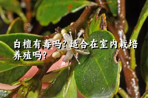 白檀有毒吗？适合在室内栽培养殖吗？