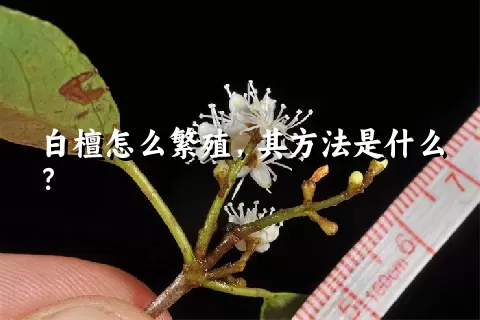 白檀怎么繁殖，其方法是什么？