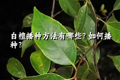 白檀播种方法有哪些？如何播种？