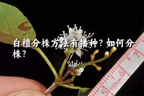 白檀分株方法有播种？如何分株？