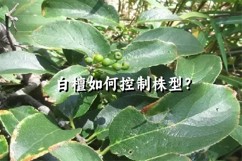 白檀如何控制株型？