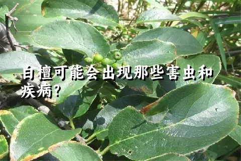 白檀可能会出现那些害虫和疾病？