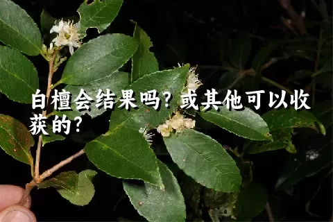 白檀会结果吗？或其他可以收获的？