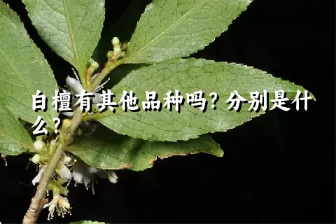 白檀有其他品种吗？分别是什么？