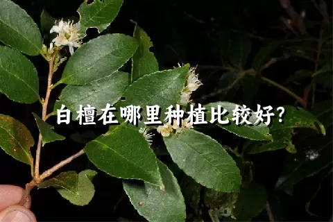 白檀在哪里种植比较好？