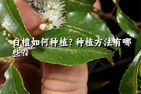 白檀如何种植？种植方法有哪些？