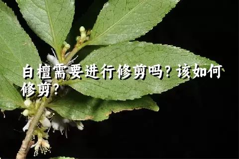 白檀需要进行修剪吗？该如何修剪？