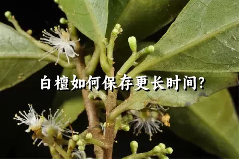 白檀如何保存更长时间？