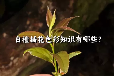 白檀插花色彩知识有哪些？