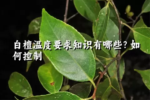 白檀温度要求知识有哪些？如何控制