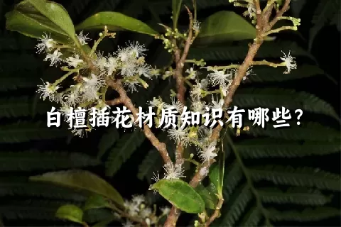 白檀插花材质知识有哪些？