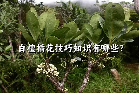 白檀插花技巧知识有哪些？