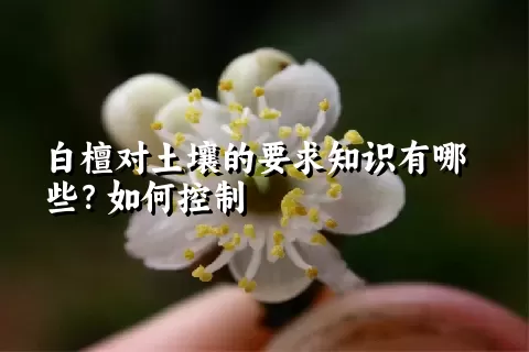 白檀对土壤的要求知识有哪些？如何控制