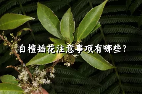 白檀插花注意事项有哪些？