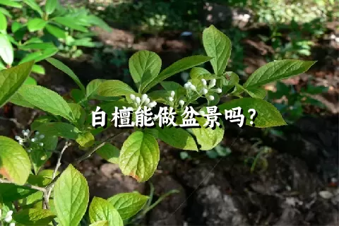 白檀能做盆景吗？