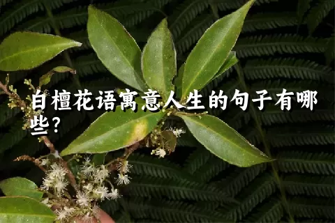 白檀花语寓意人生的句子有哪些？