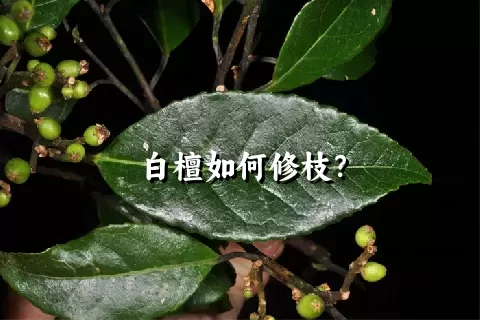 白檀如何修枝？