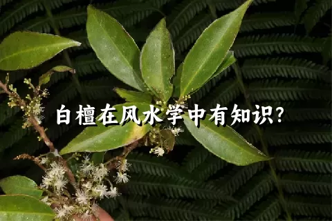 白檀在风水学中有知识？