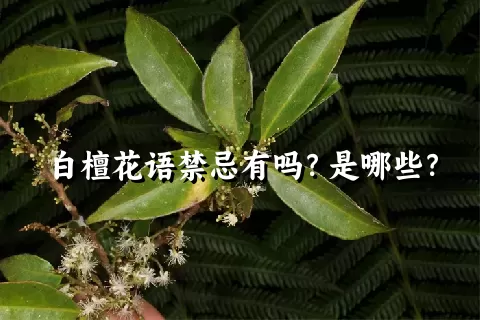 白檀花语禁忌有吗？是哪些？