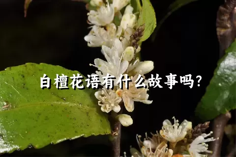 白檀花语有什么故事吗？