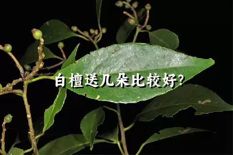 白檀送几朵比较好？