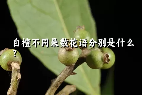 白檀不同朵数花语分别是什么？