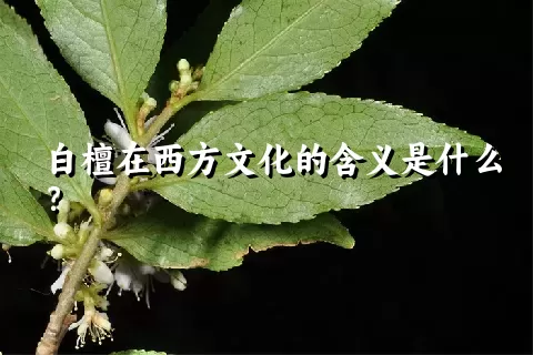 白檀在西方文化的含义是什么？