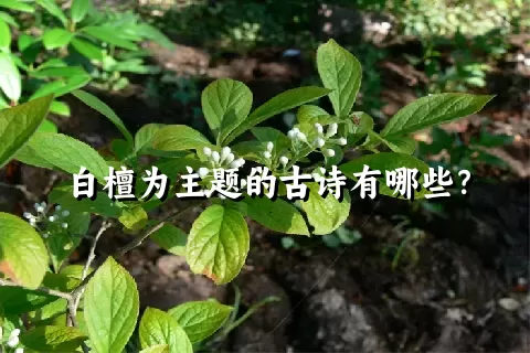 白檀为主题的古诗有哪些？