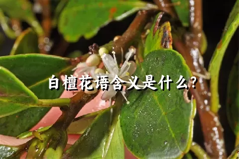 白檀花语含义是什么？