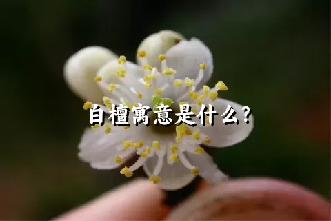 白檀寓意是什么？