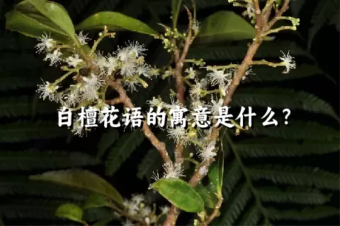 白檀花语的寓意是什么？