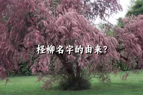 柽柳名字的由来？