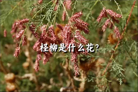 柽柳是什么花？