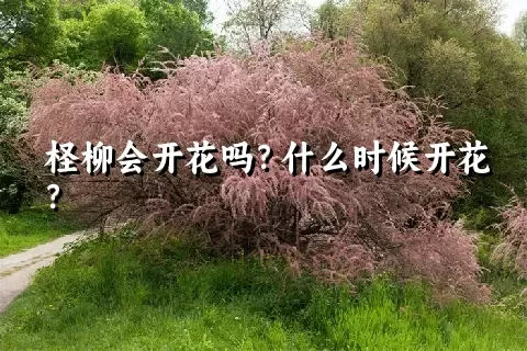 柽柳会开花吗？什么时候开花？