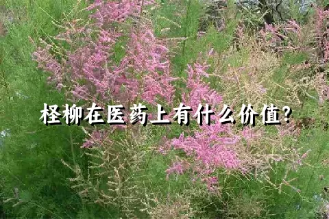 柽柳在医药上有什么价值？