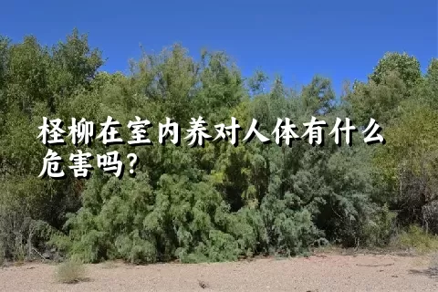 柽柳在室内养对人体有什么危害吗？