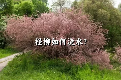 柽柳如何浇水？