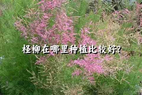 柽柳在哪里种植比较好？