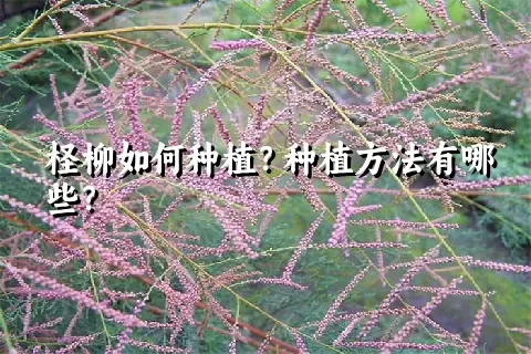 柽柳如何种植？种植方法有哪些？