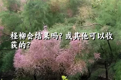 柽柳会结果吗？或其他可以收获的？