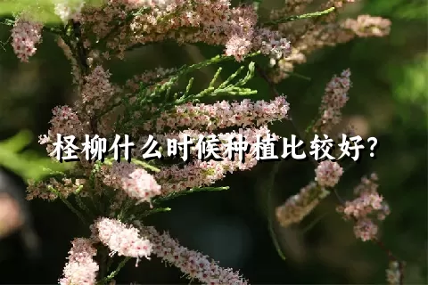 柽柳什么时候种植比较好？