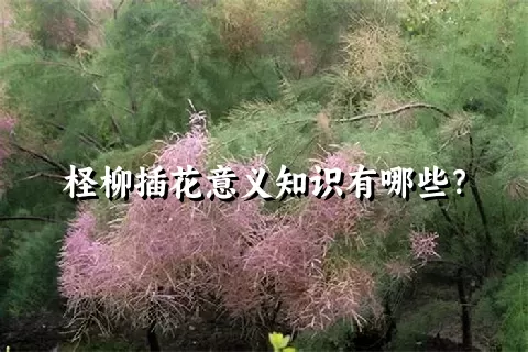 柽柳插花意义知识有哪些？