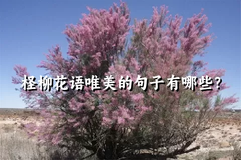 柽柳花语唯美的句子有哪些？